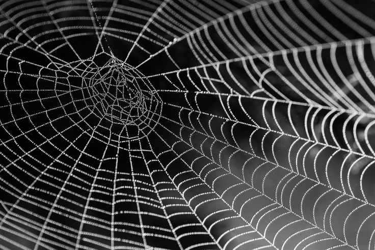 spider-web-with-water-beads-network-dewdrop.jpg